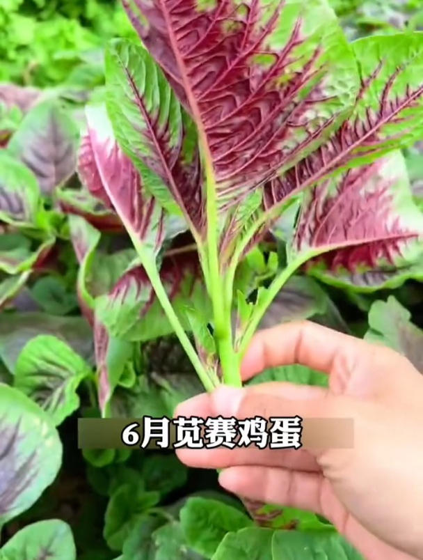红苋菜又叫长寿菜,好种不怕热,种一点可以反复采摘着吃!