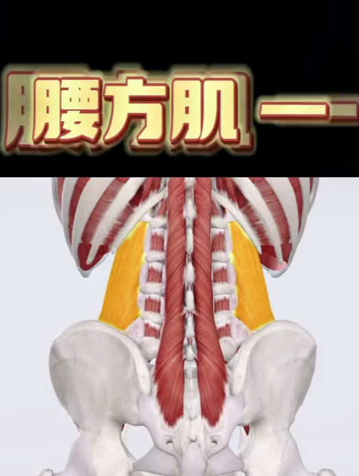 腰痛容易被忽视的肌肉——腰方肌