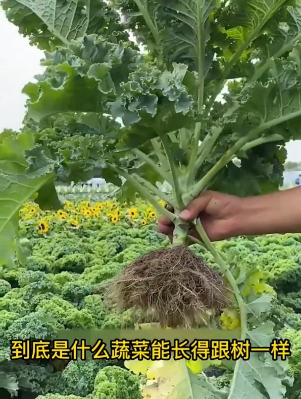长成树的蔬菜,营养胜过牛肉,种一棵够全家吃上大半年!