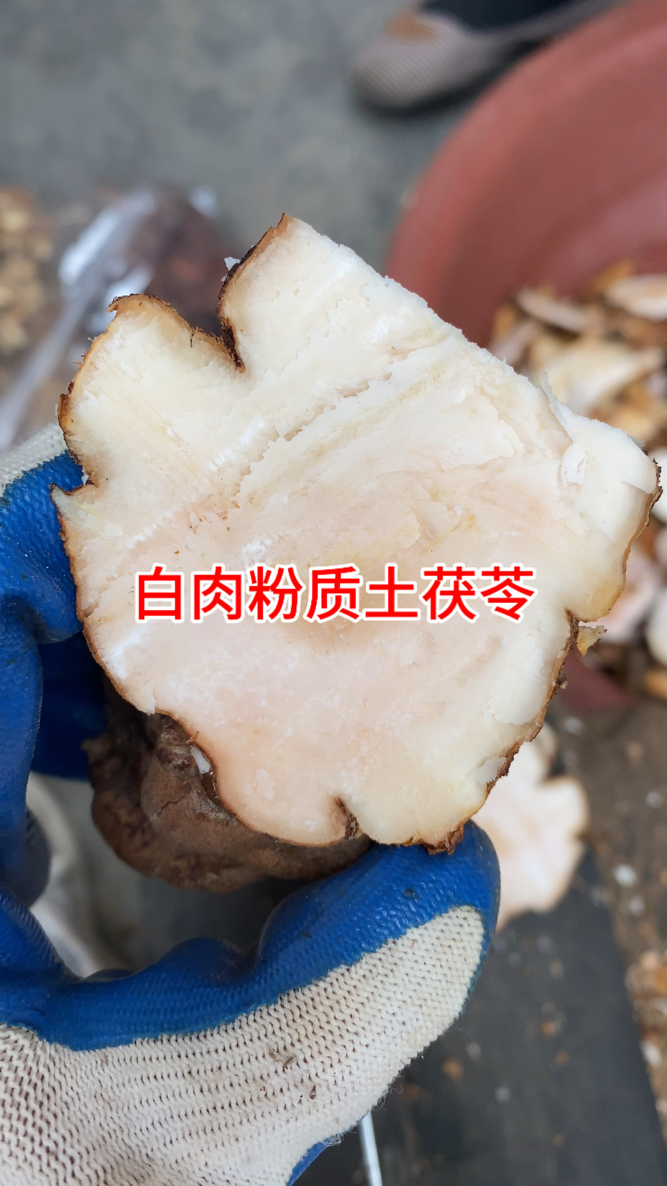 土茯苓分两种,一种是白肉粉质的,一种是红肉木质的。