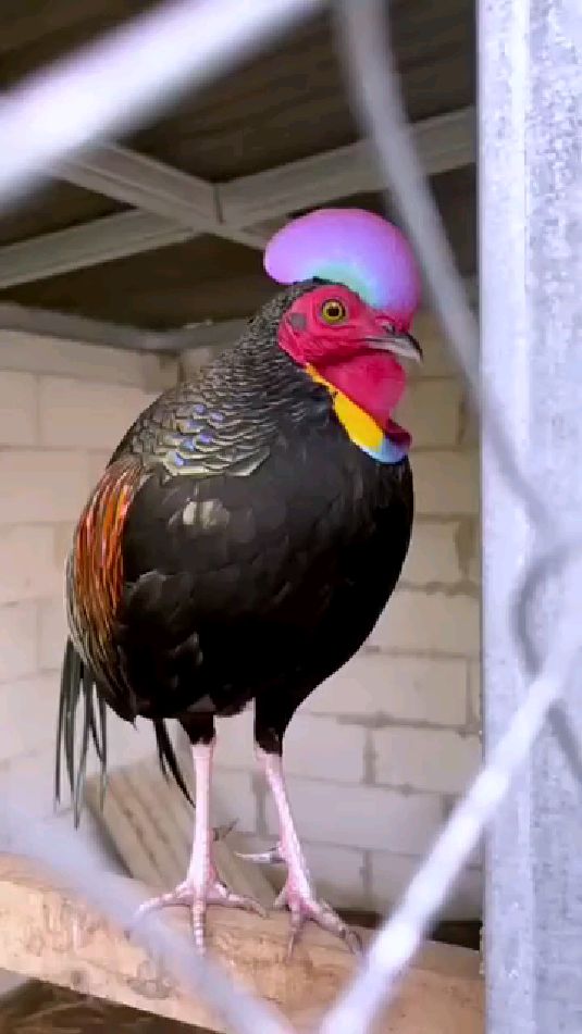 绿原鸡野鸡观赏鸡