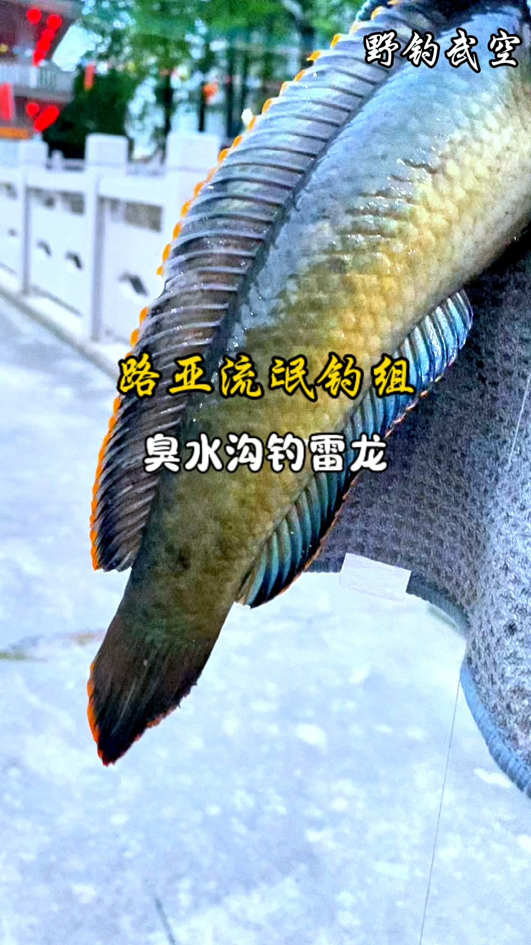 臭水沟路亚钓雷龙