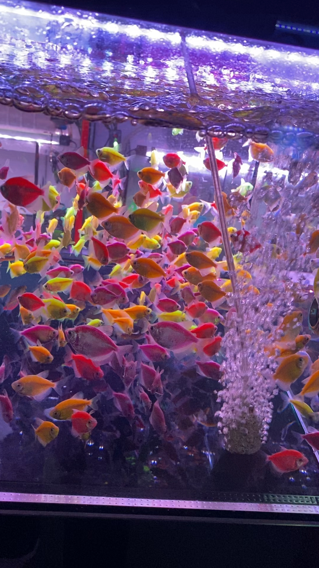 观赏鱼观赏鱼花鸟鱼虫视频