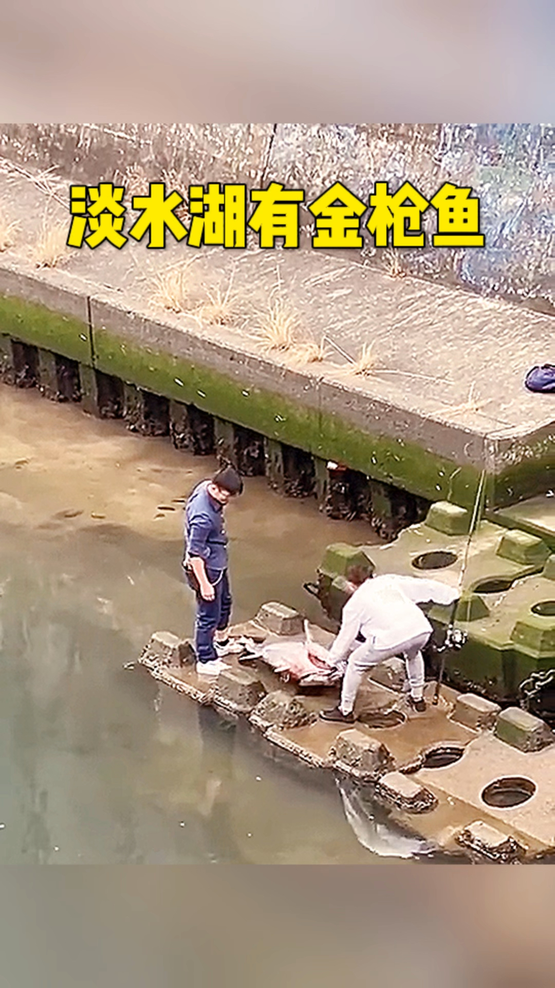 淡水湖里钓金枪鱼