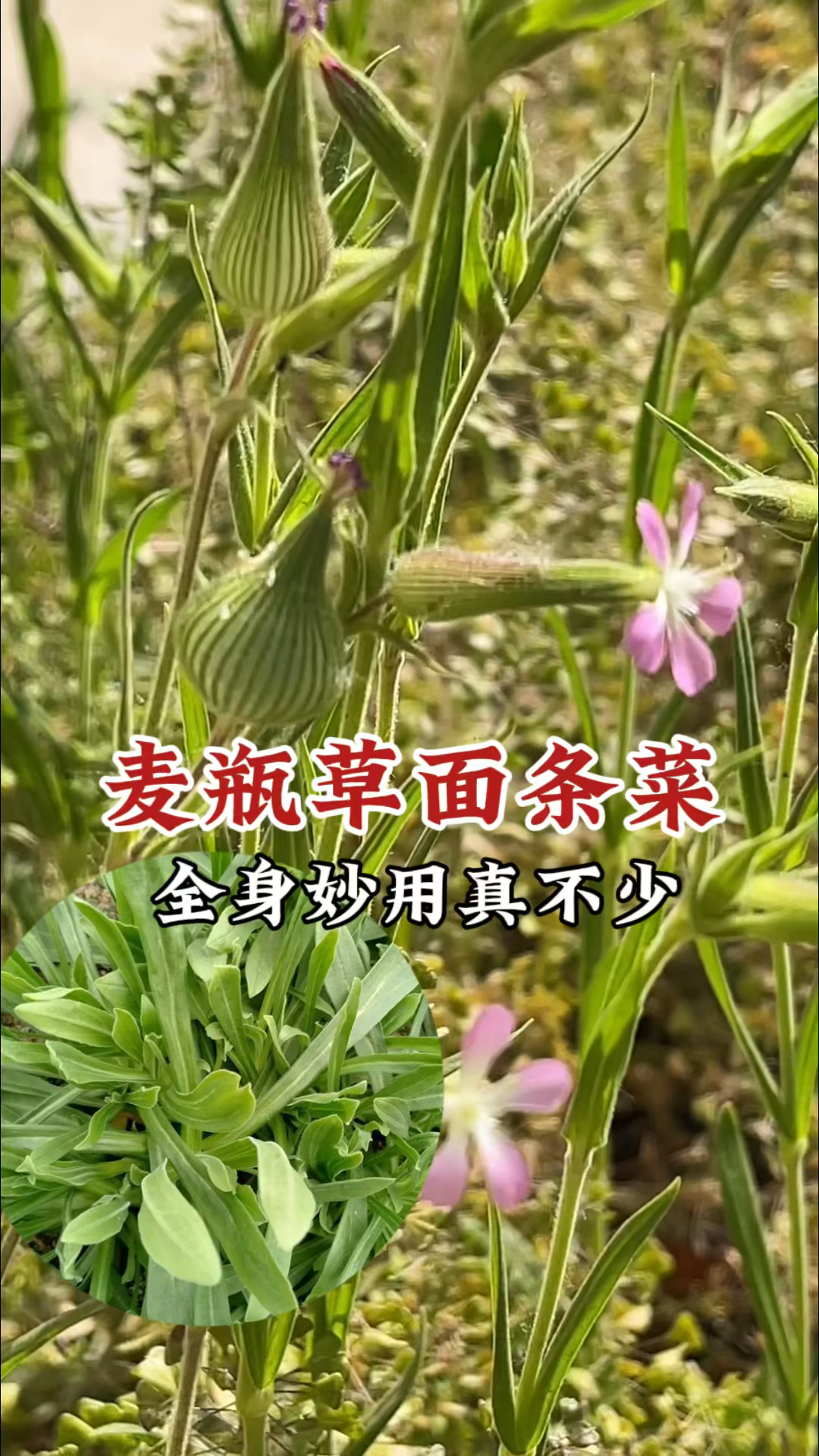 面条菜又名麦瓶草,嫩时珍贵野菜,成熟的种子价值也很高