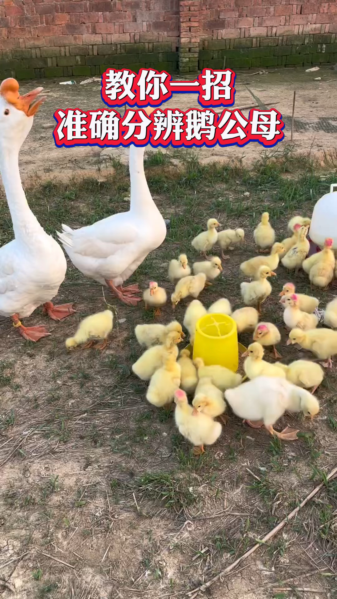 教你一招准确分辨鹅公母