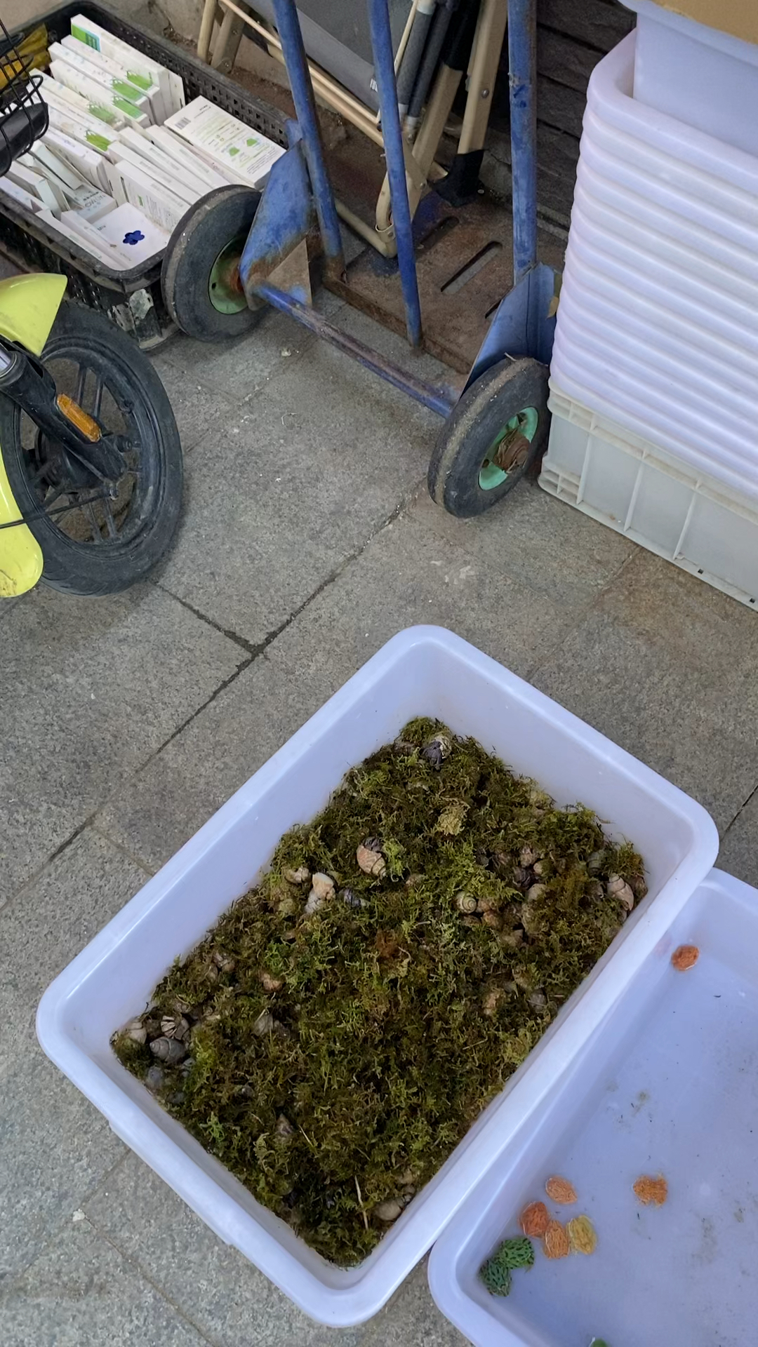 观赏鱼花鸟鱼虫视频