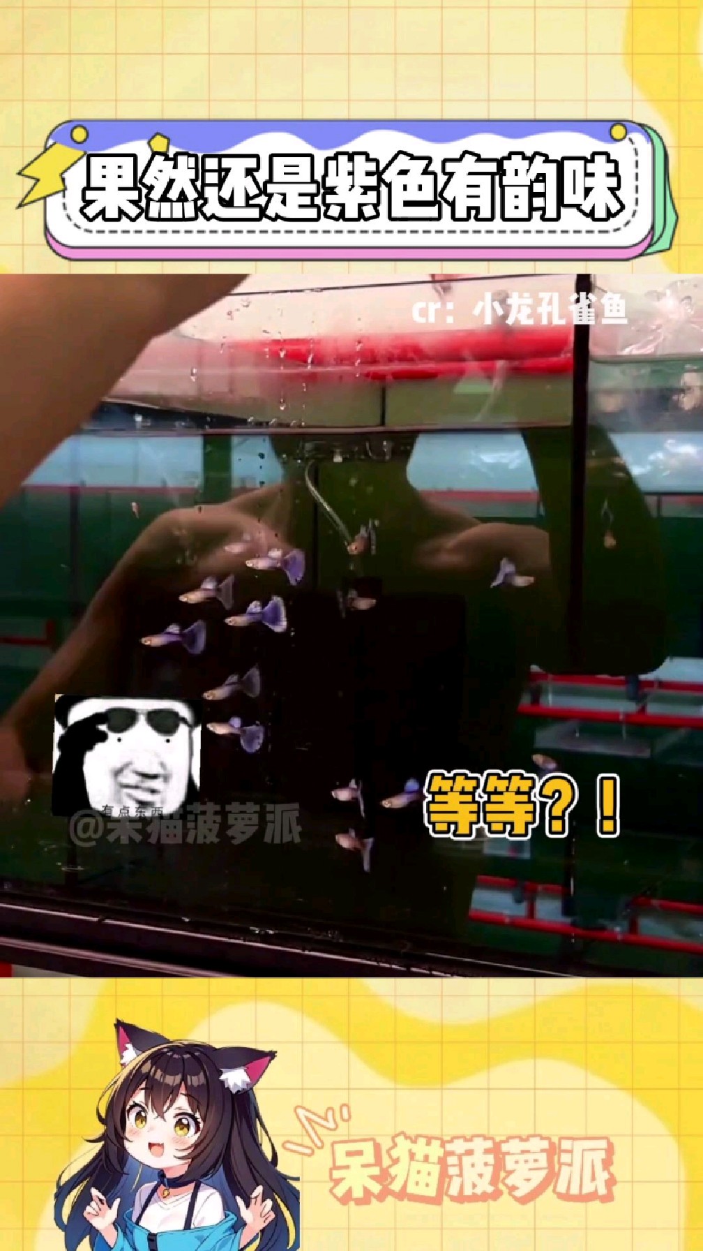 好...好健硕的鱼, 果然还是紫色有韵味