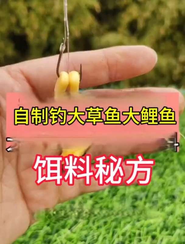 玉米加酸奶真能钓大草鱼大鲤鱼?老钓友现场实测!