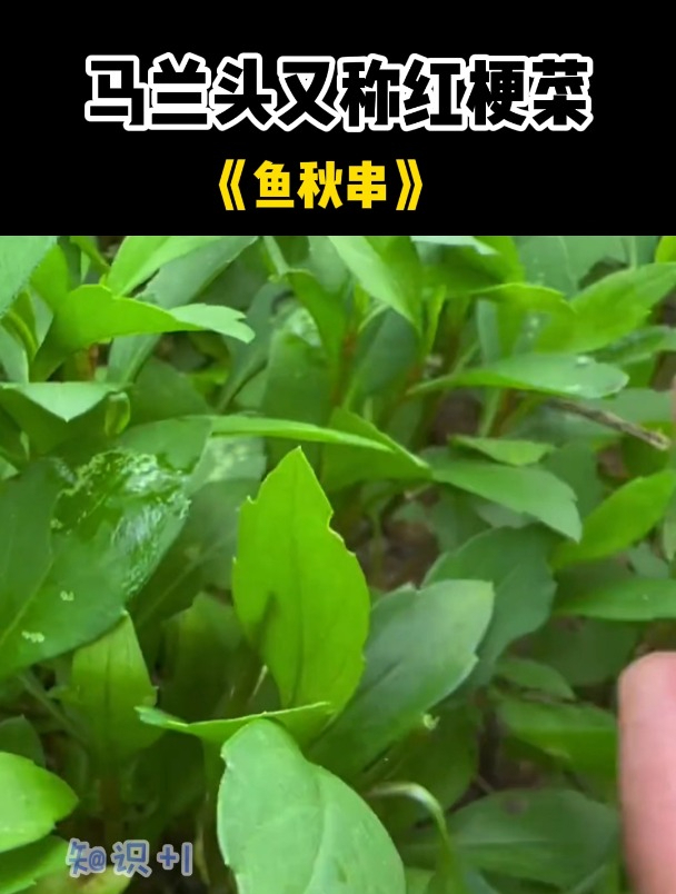 植物科普:马兰头又叫红梗菜,是江浙地区十分有名的一种野菜