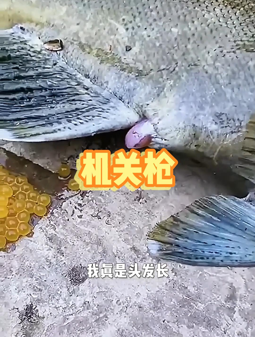 开了眼了,鱼产子跟打机关枪似的