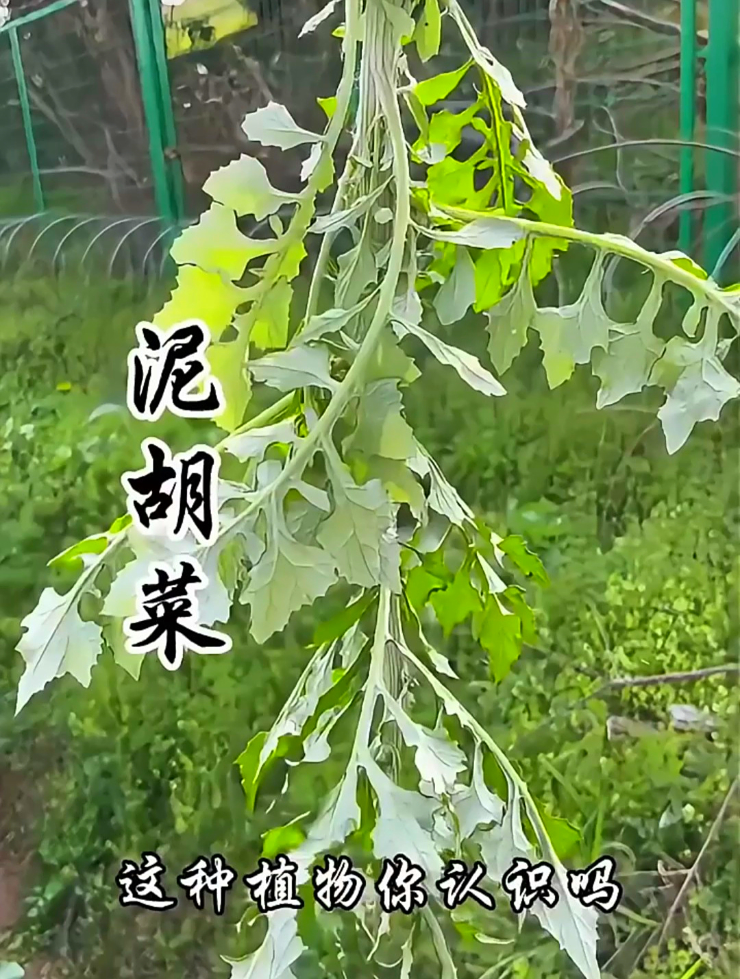 你知道被誉为野菜之王的泥胡菜吗?别名叫做石灰菜,深受人们喜爱
