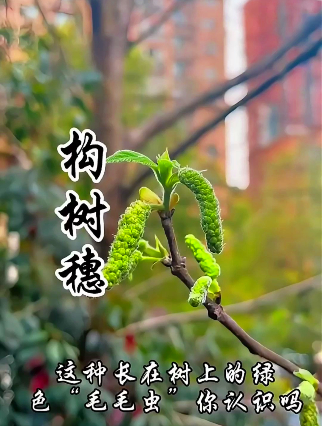 听说过树上长的“毛毛虫”吗?别误会,这是春天里一种常见的野菜