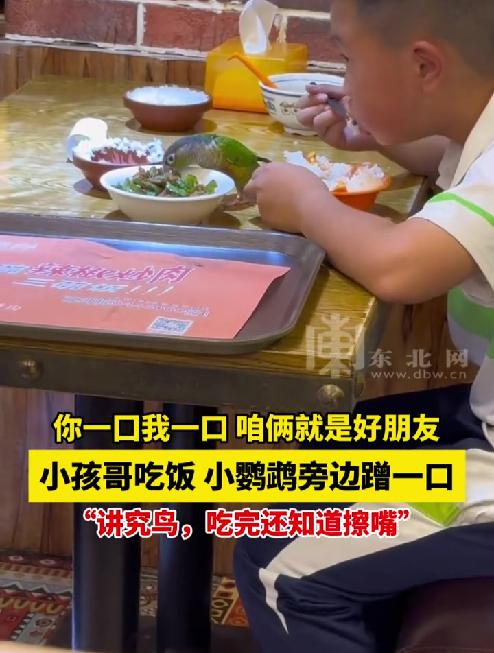 你一囗我一口,咱俩就是好朋友,小孩哥吃饭,小鹦鹉旁边蹭一口,“讲究鸟,吃完还知道擦嘴”