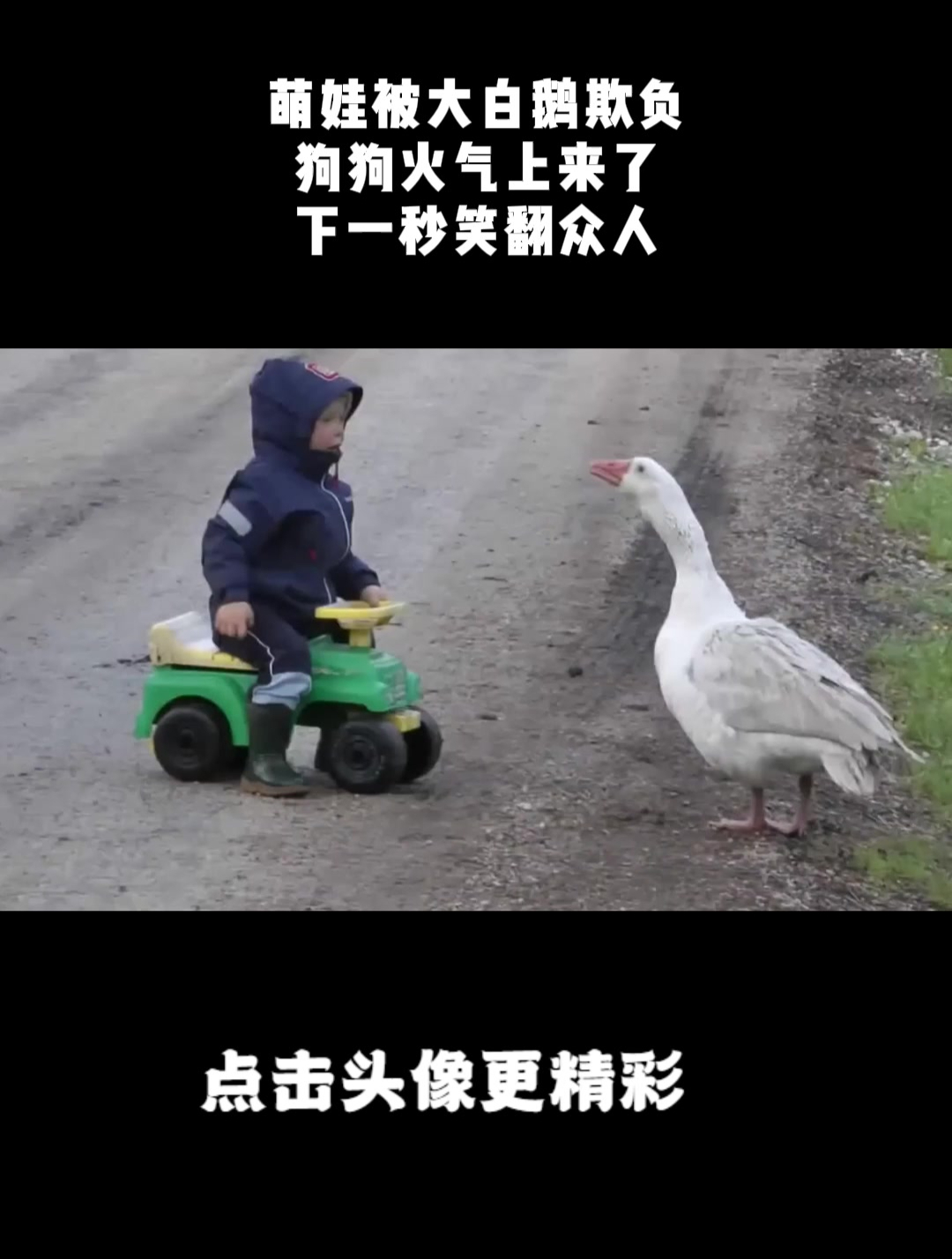 萌娃被大白鹅欺负,狗狗火气上来了,下一秒笑翻众人