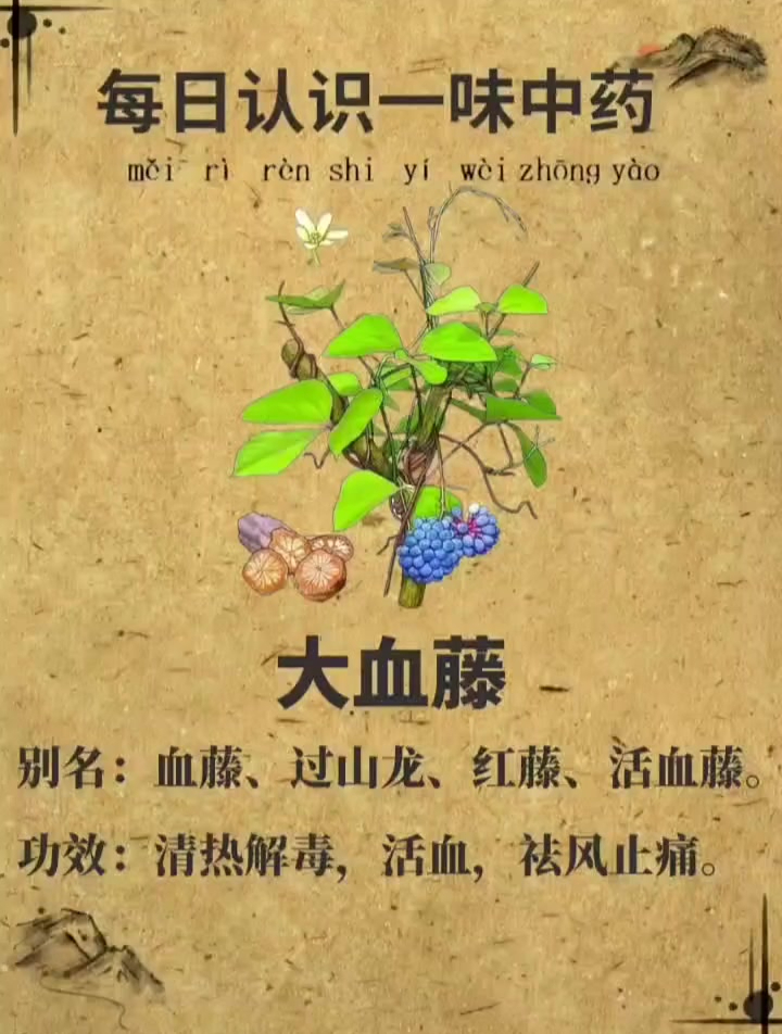 每日认识一味中药材,大血藤