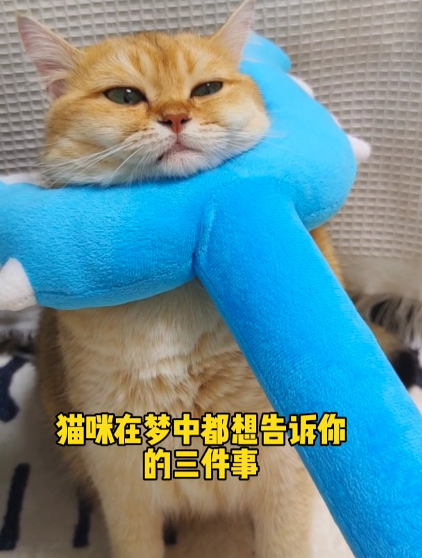 猫咪真的很想告诉你!如果它频繁呕吐还母鸡蹲!可能是肚里有毛了
