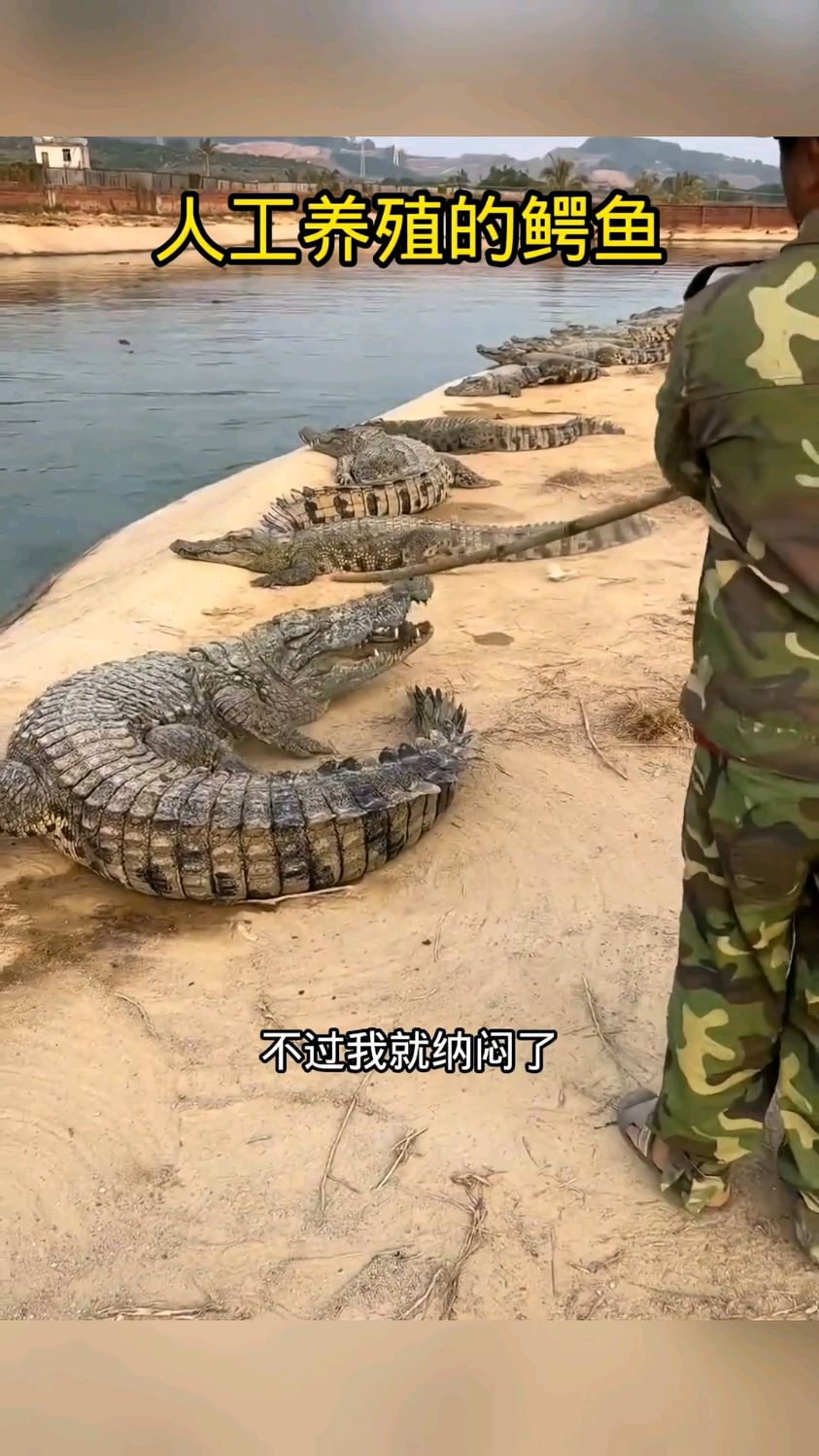 人工养殖的鳄鱼,为什么要赶下水呢