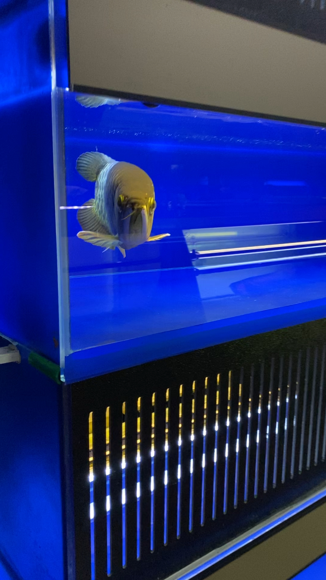 观赏鱼观赏鱼花鸟鱼虫视频