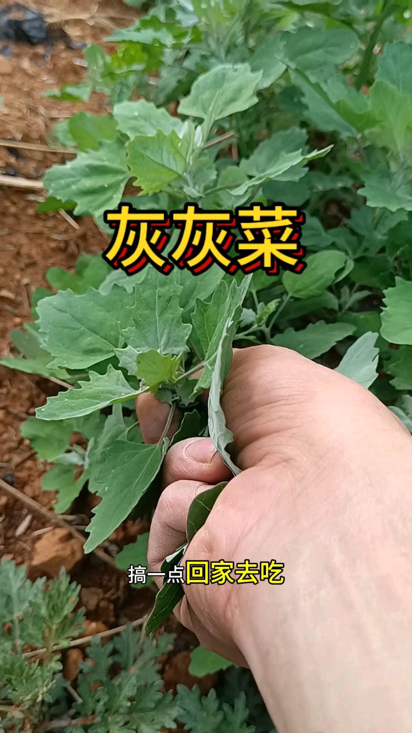纯野生灰灰菜好吃,营养挺丰富
