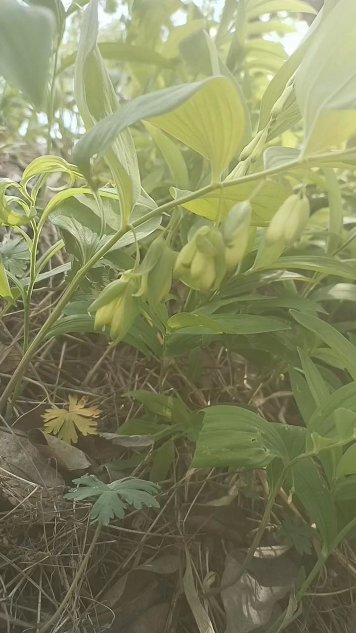 玉竹,我们这里管它叫山苞米,