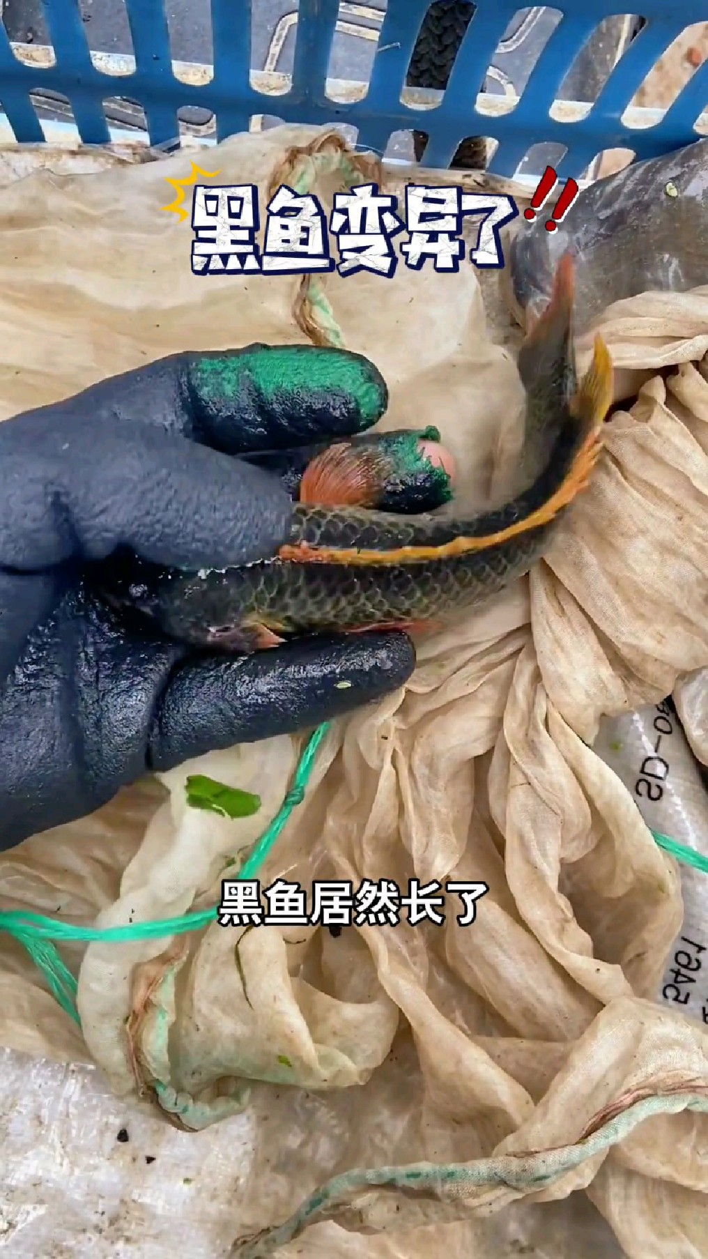 黑鱼居然长了罗非鱼的鱼鳍,这就是传说中的杂交黑罗飞吗?