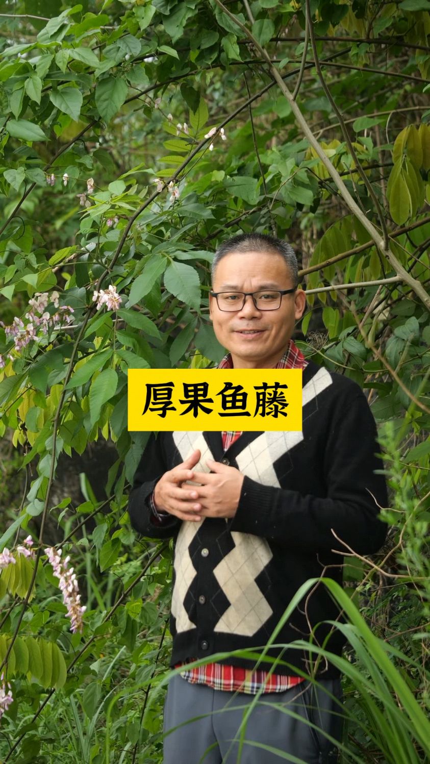 厚果鱼藤为什么叫厚果鱼藤?