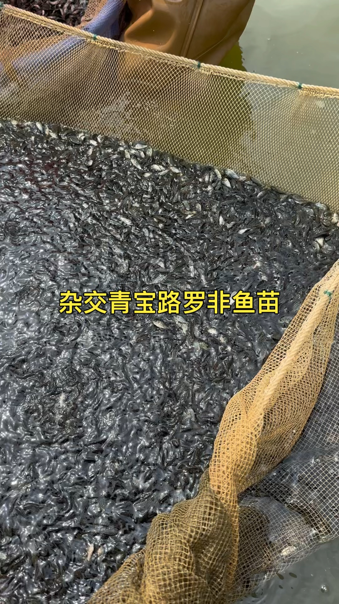 罗非鱼苗,3-4公分长