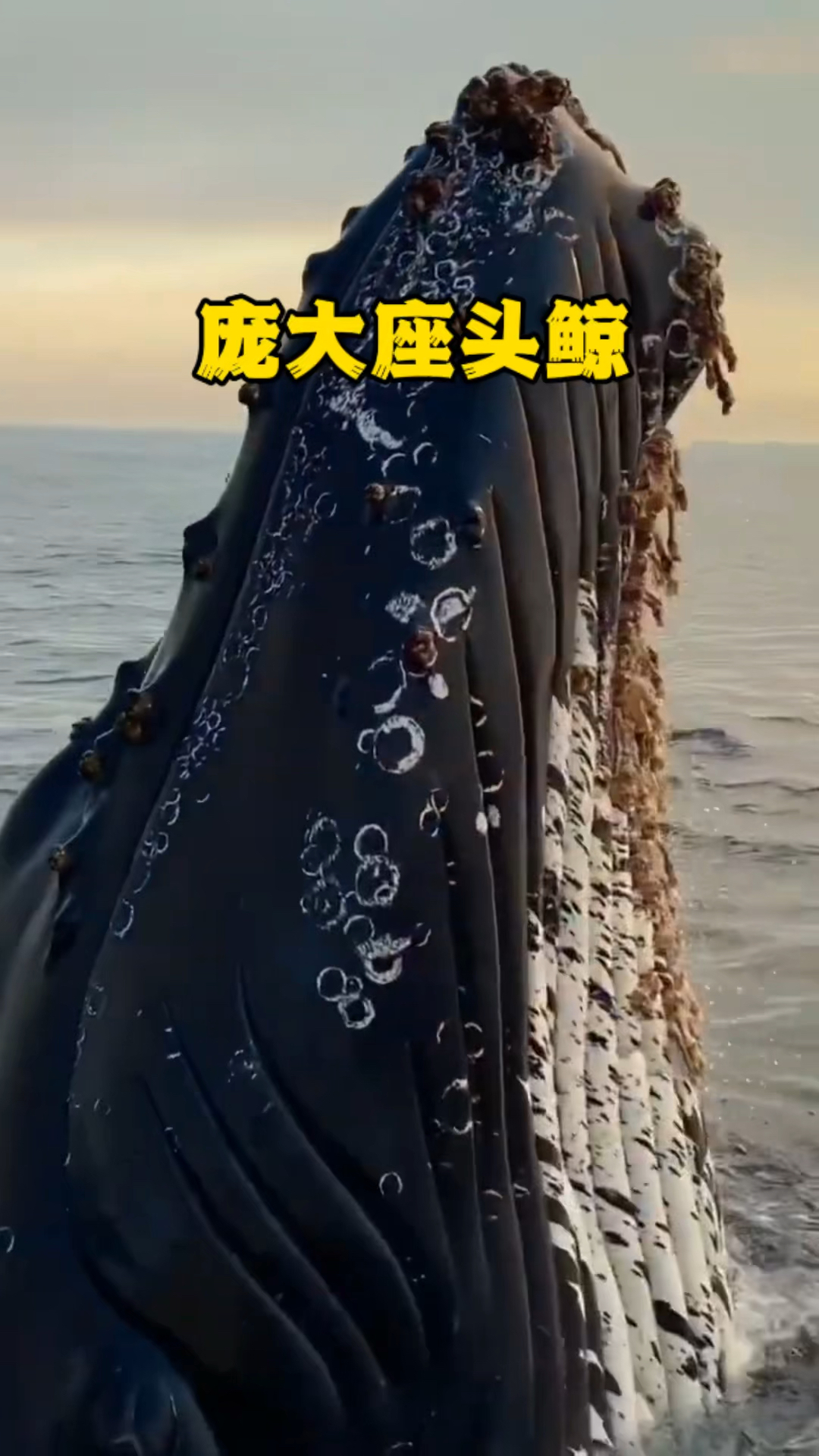 超级巨物蓝鲸与被藤壶困扰的座头鲸,海洋生物巨大的鲸鱼