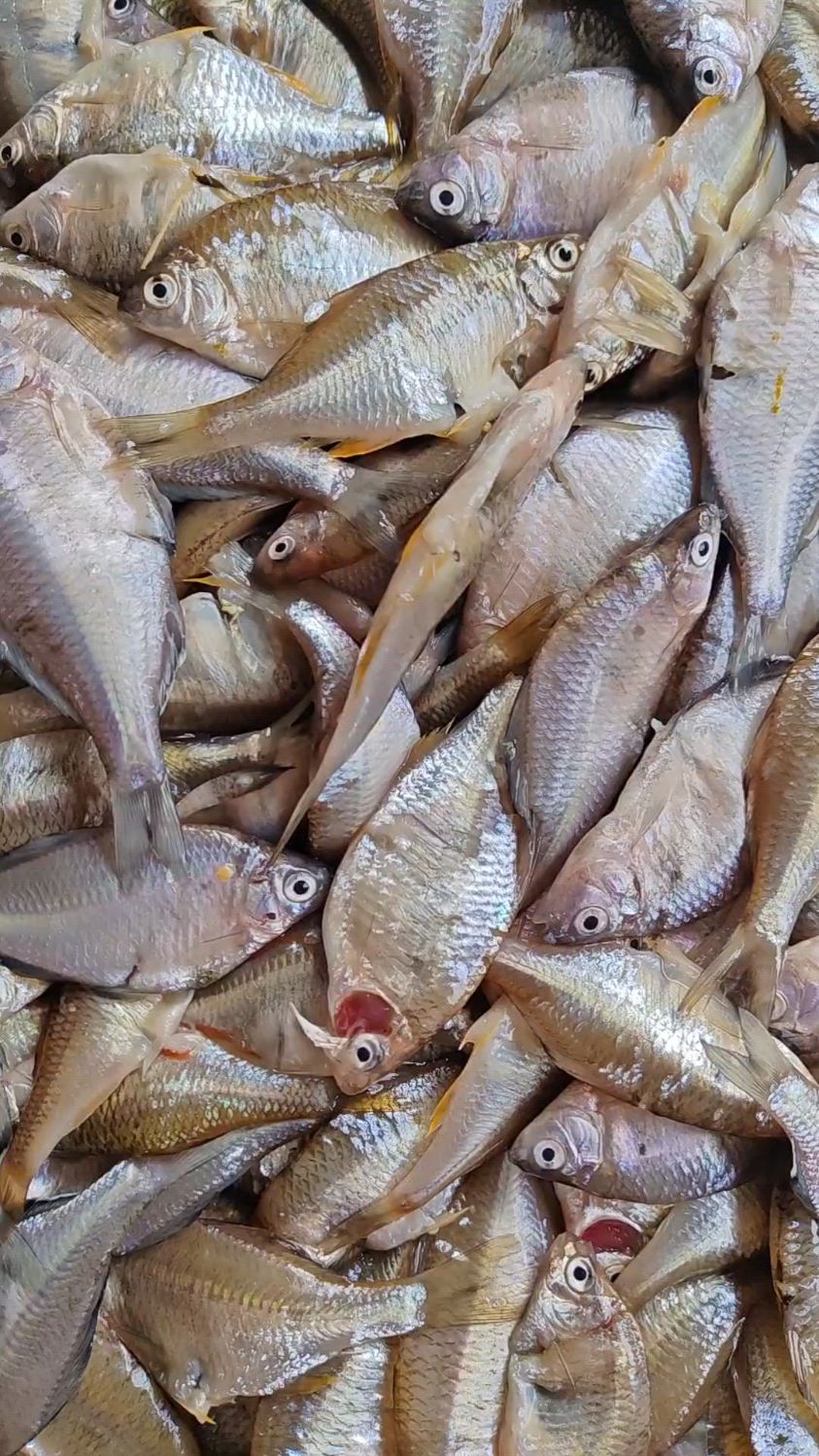 松花江葫芦籽鱼,刚摘完网嘎嘎新鲜,数量不多