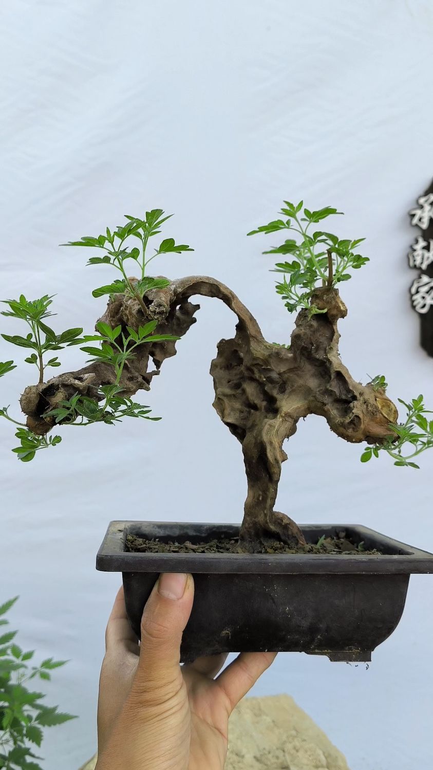 黄荆欣赏,险桩三个