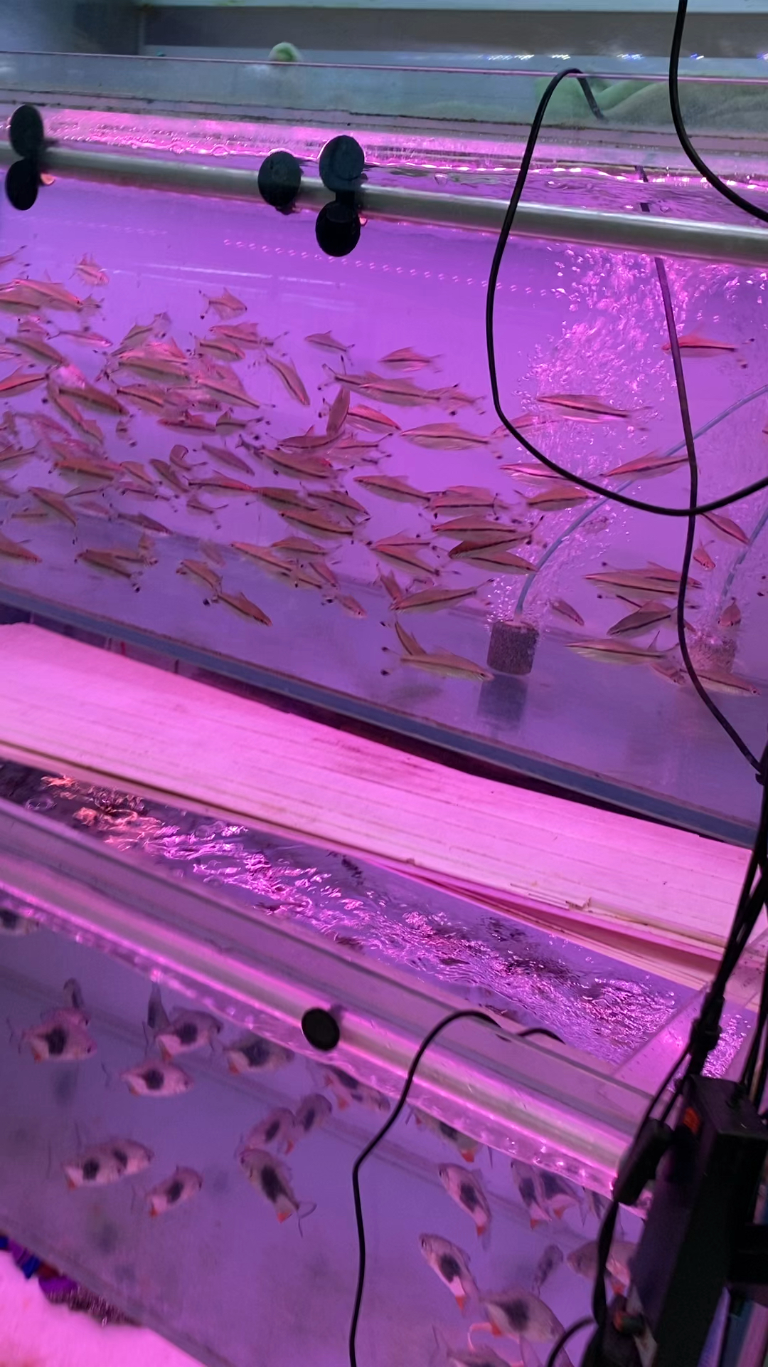 观赏鱼观赏鱼花鸟鱼虫视频