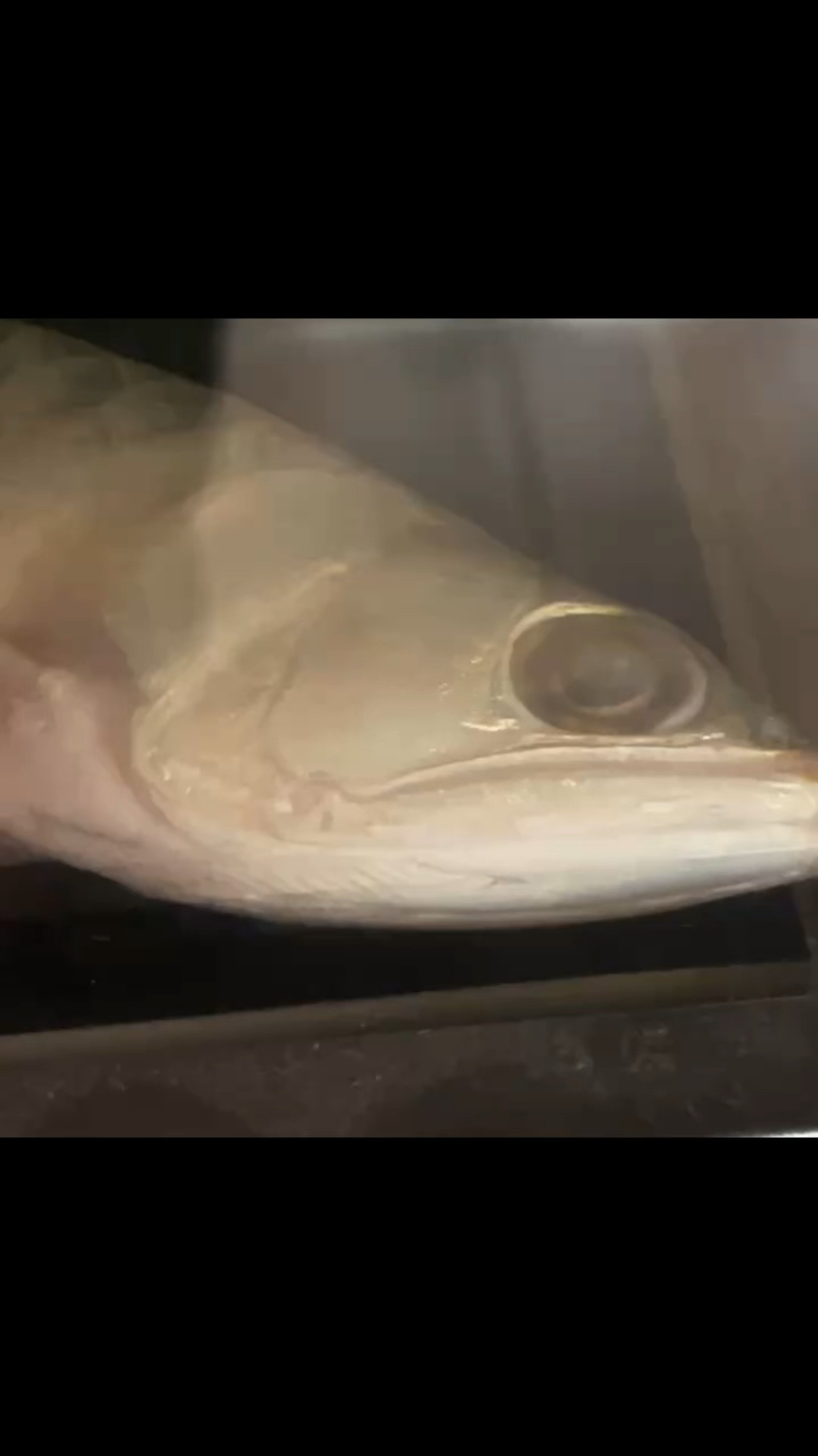 龙鱼吐胃袋了,如何养好龙鱼