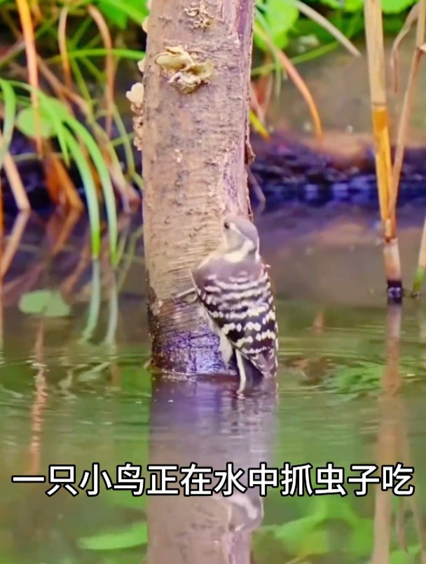 青蛙活吞小鸟,看来癞蛤蟆吃天鹅是真的!