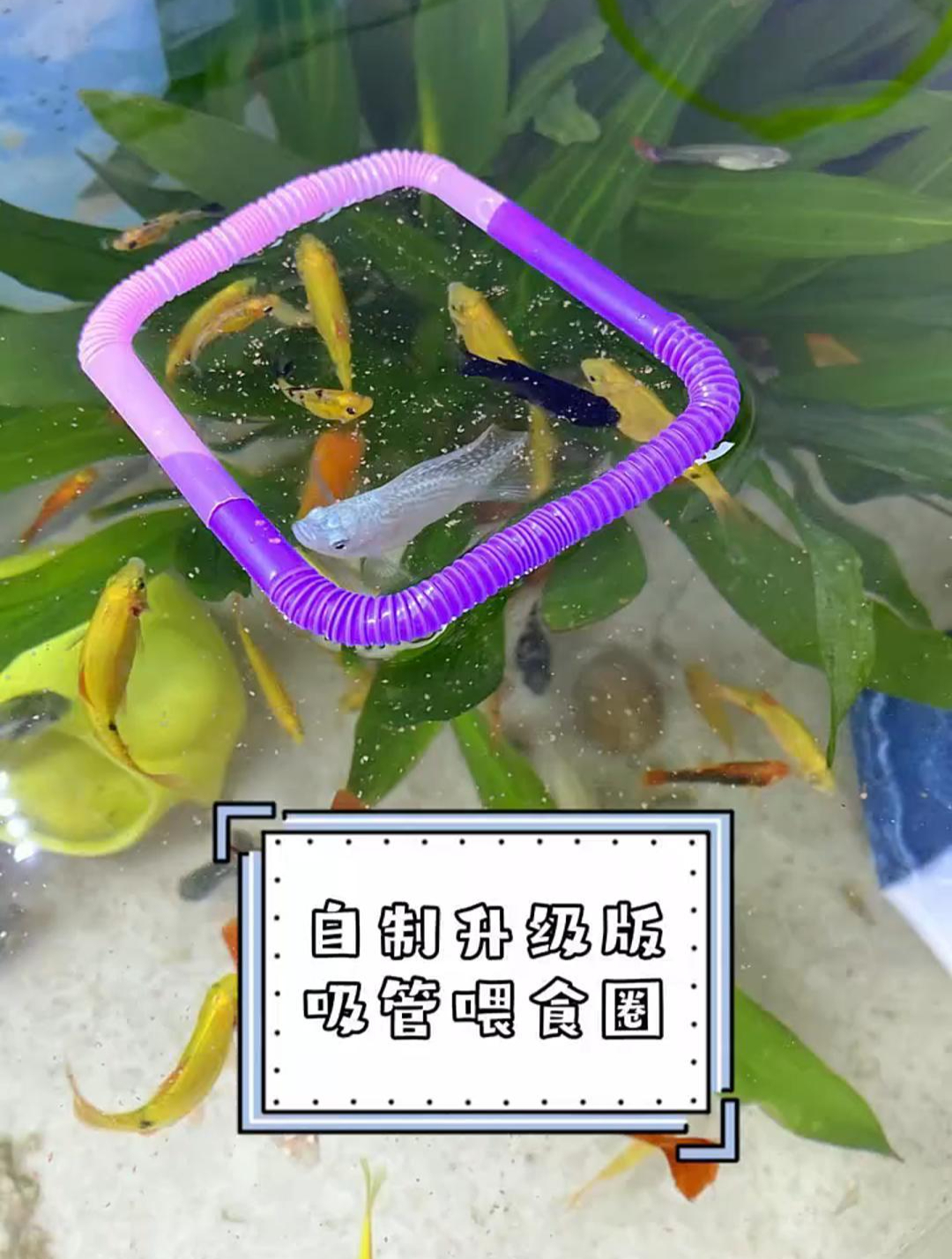 养鱼的家人们教你自制喂食器,真是太方便了