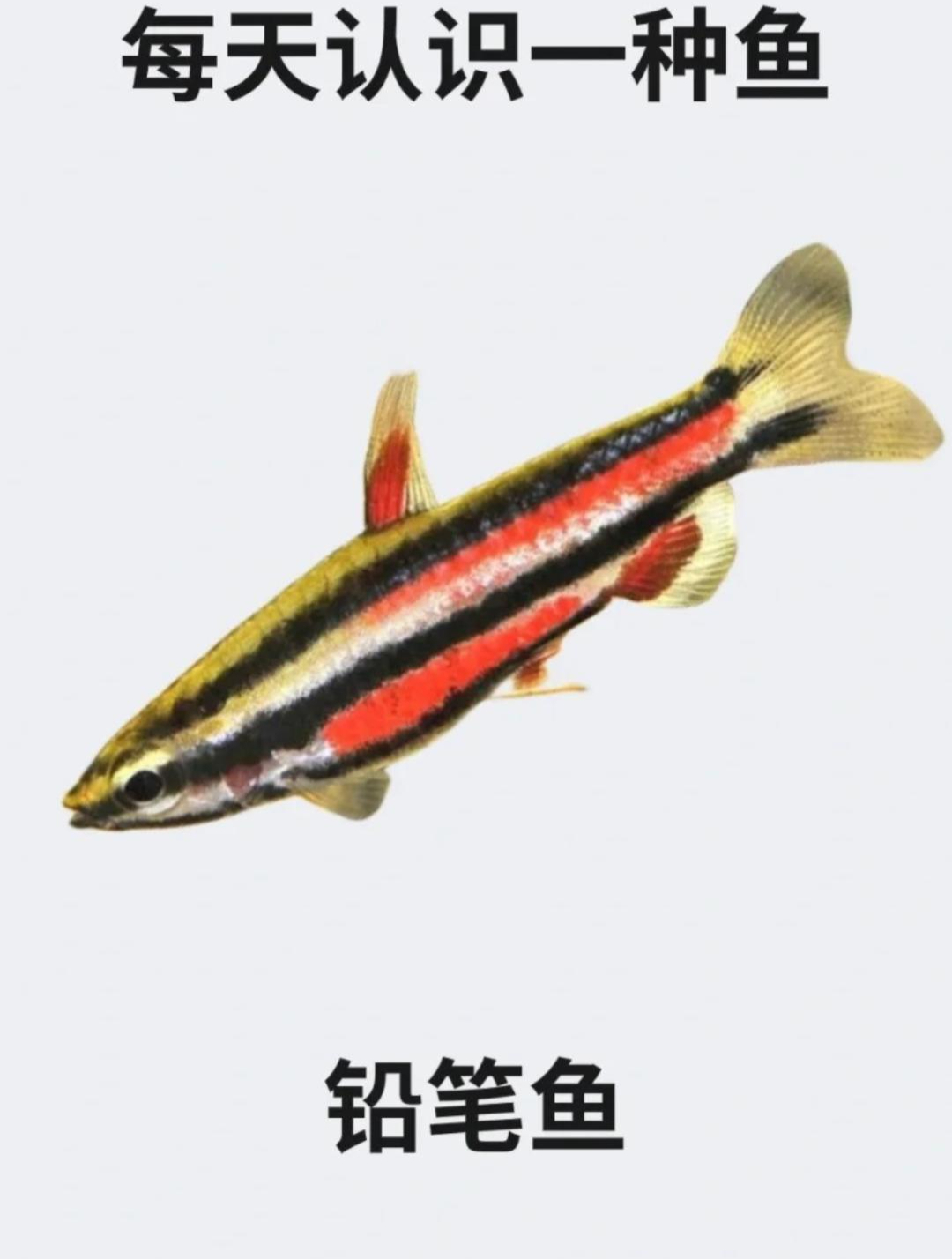 每天认识一种鱼之铅笔鱼