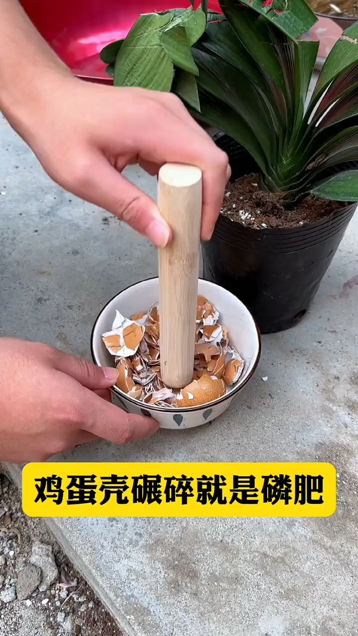 鸡蛋壳碾碎就是磷肥