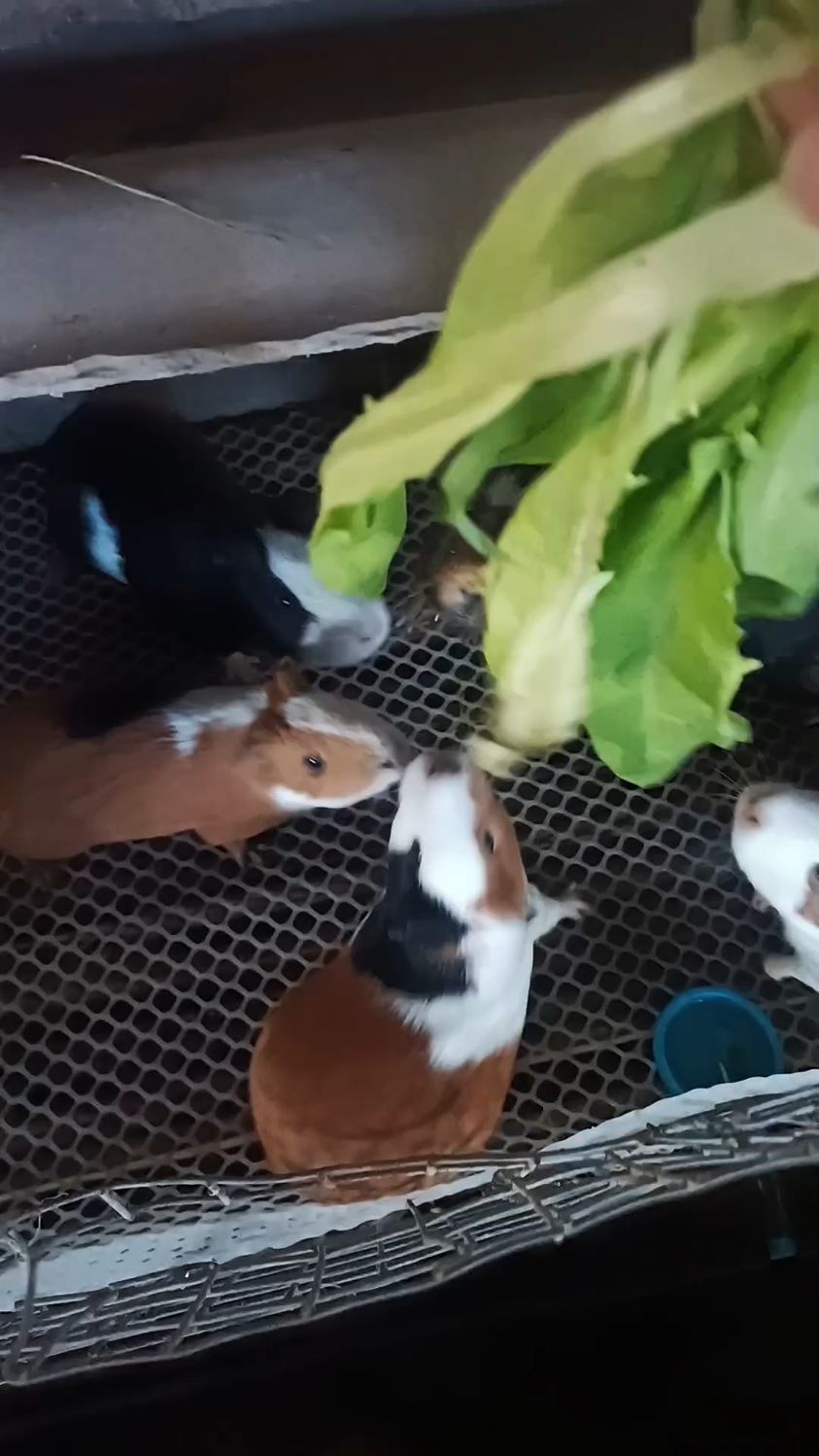 今天我们吃油麦菜
