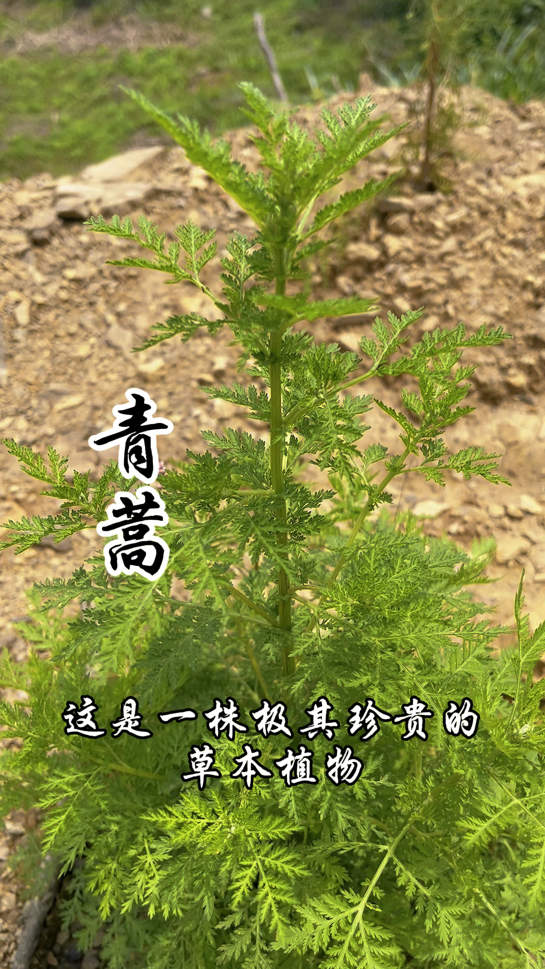 青蒿,又称黄花蒿、臭蒿,屠呦呦因为它获得了诺贝尔医学奖!