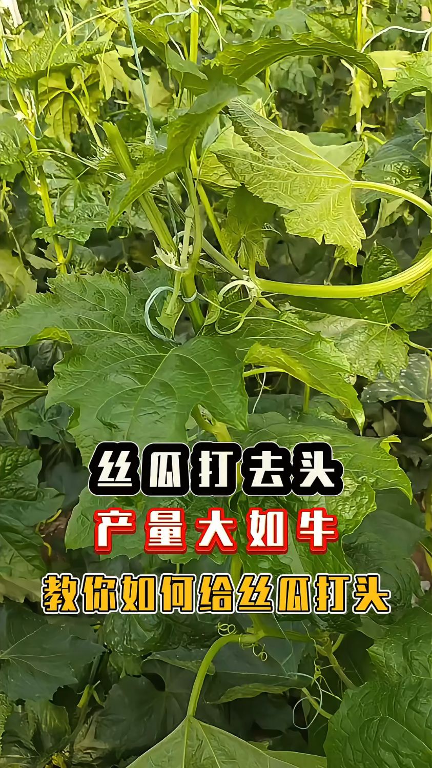丝瓜打去头,产量大如牛,教你如何给丝瓜打头。