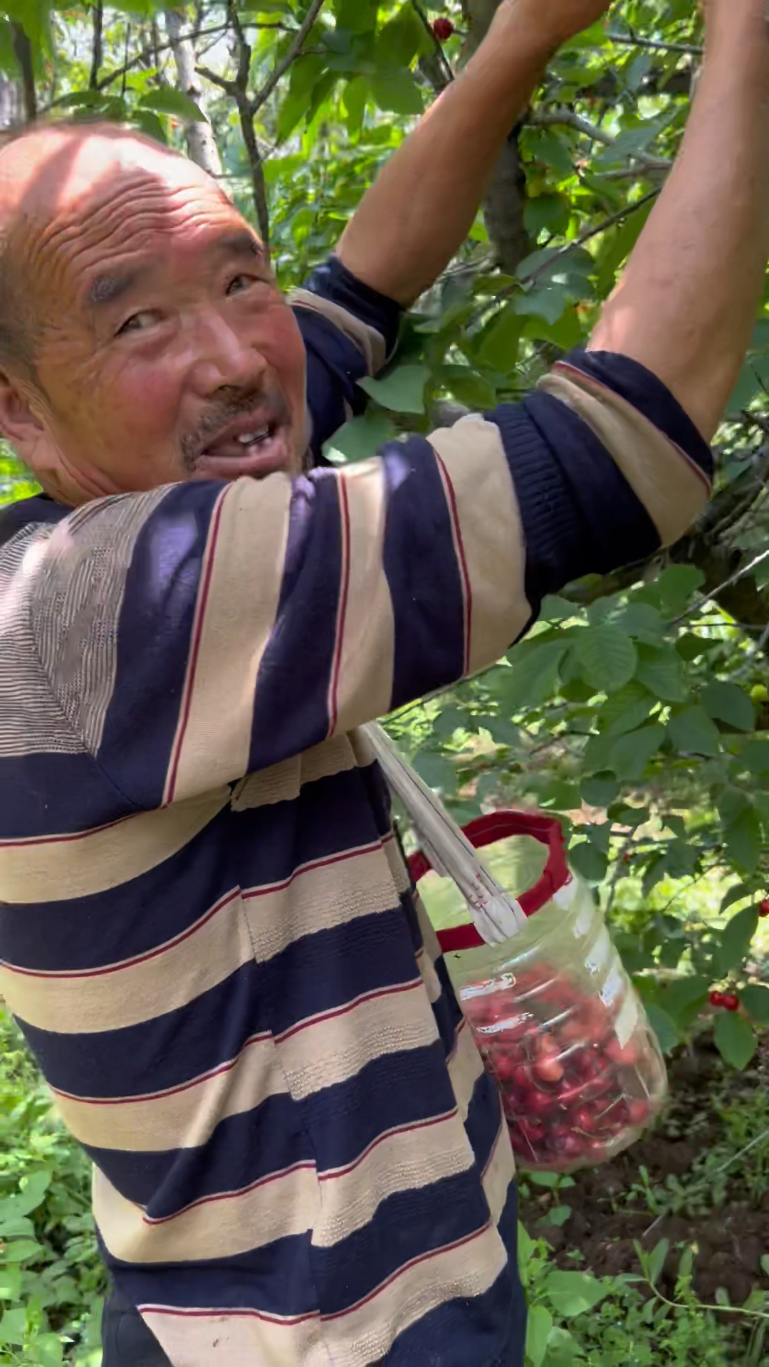 到宝鸡八鱼镇农户家采摘樱桃,一斤10元,一下子买了两袋