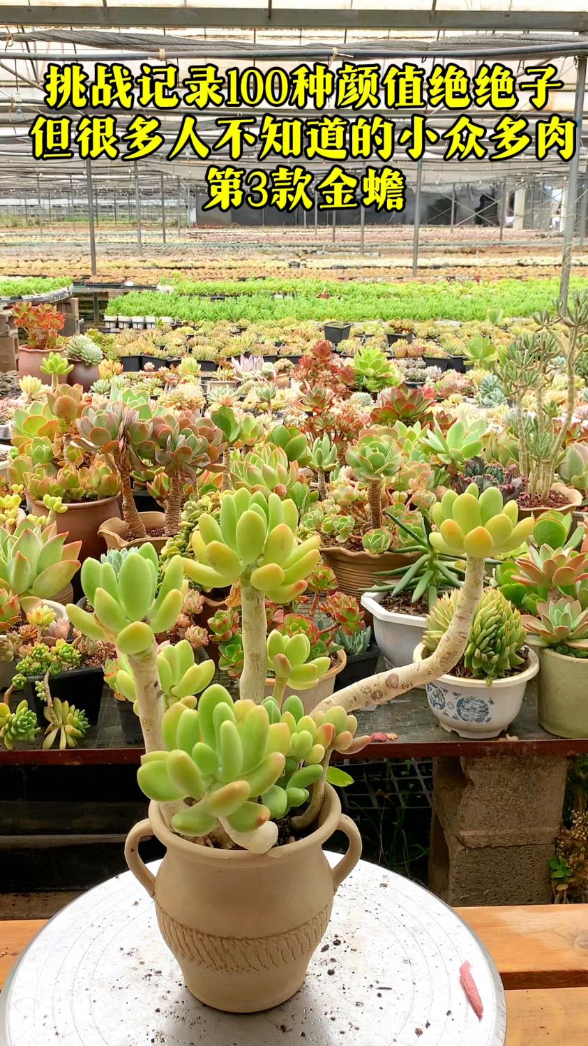 挑战记录100种颜值绝绝子,但很多人不知道的小众多肉第3款 金蝉