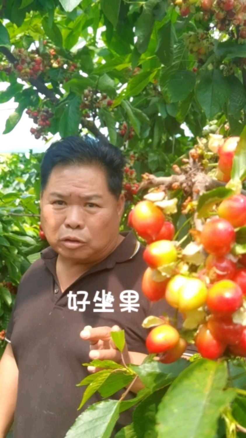 樱桃这样管理,很容易解决坐果难和软果裂果现象