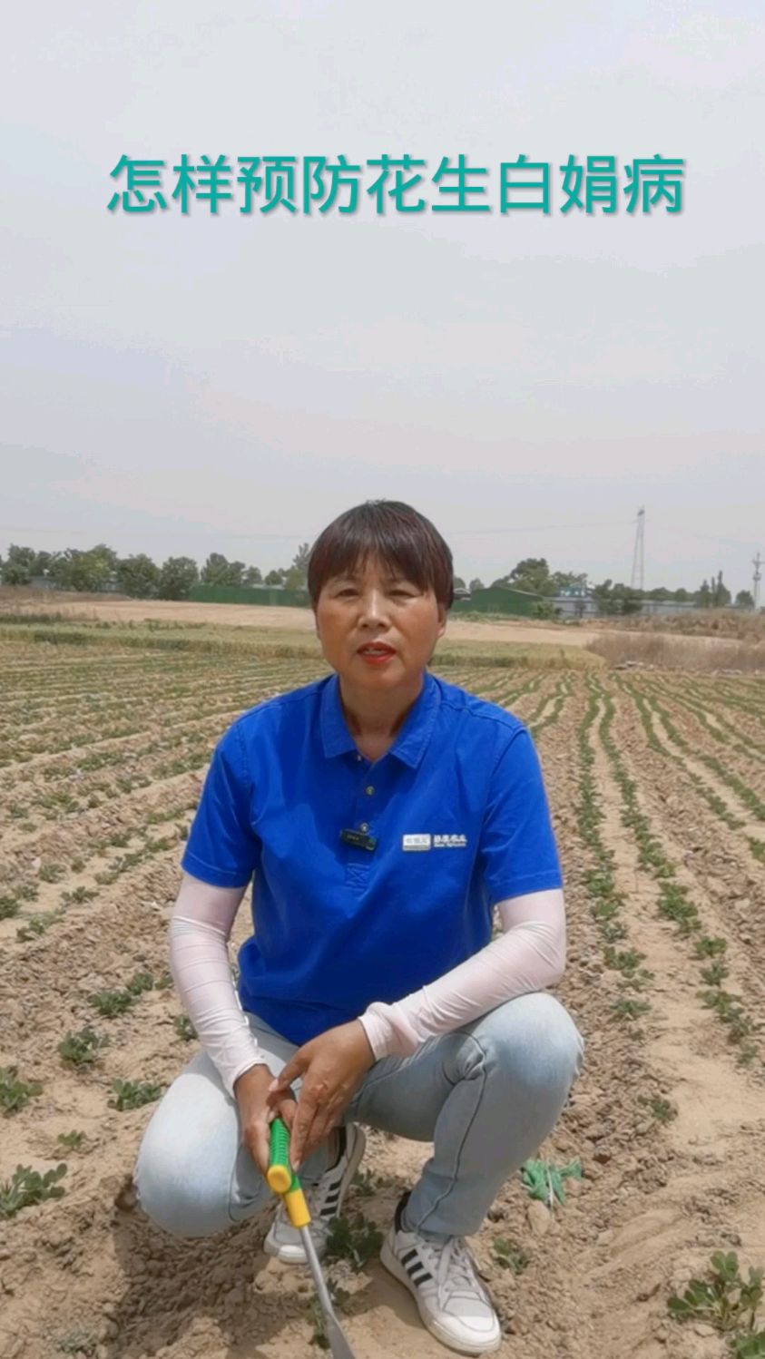 花生白绢病怎么防治效果最好