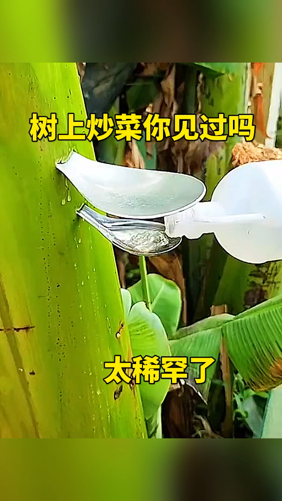 树上炒菜你见过吗?