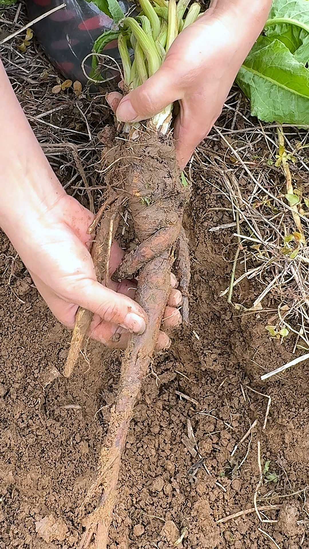 这种植物虽然牛都不吃,但古人却称其为“金不换”