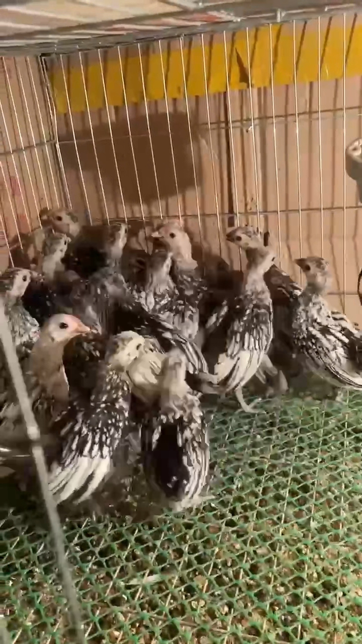 45天波兰鸡鸡苗期待成年得蜕变