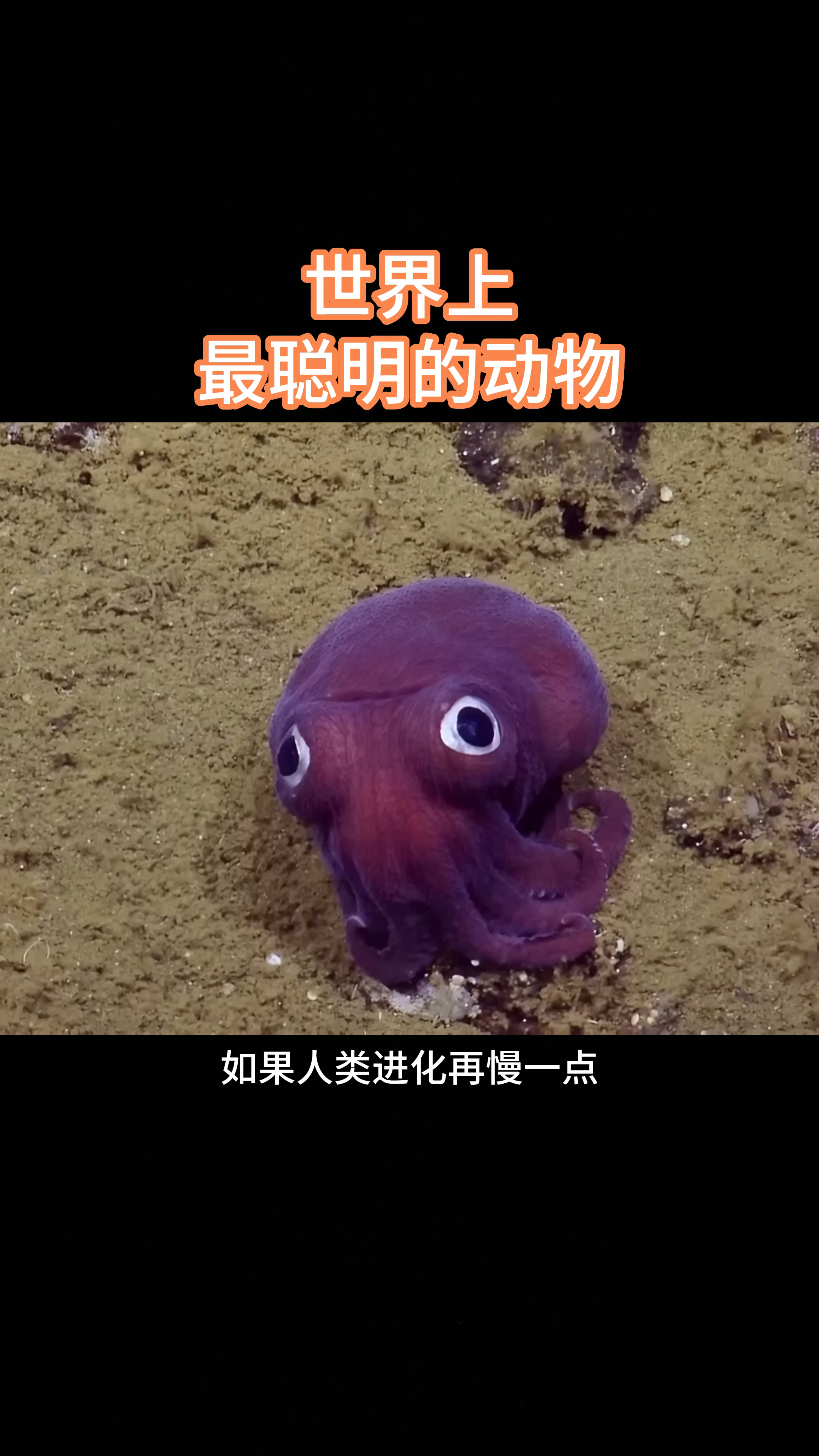世界上最聪明的动物