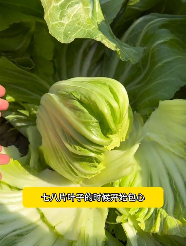 包心芥菜品种,一棵长的比盆还大!可以腌制酸菜