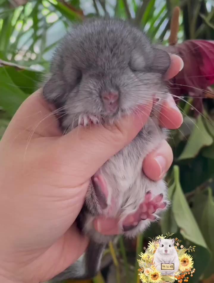 超级奶呼呼的标灰龙猫